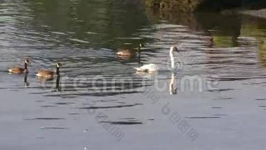 天鹅和鹅在水中游泳